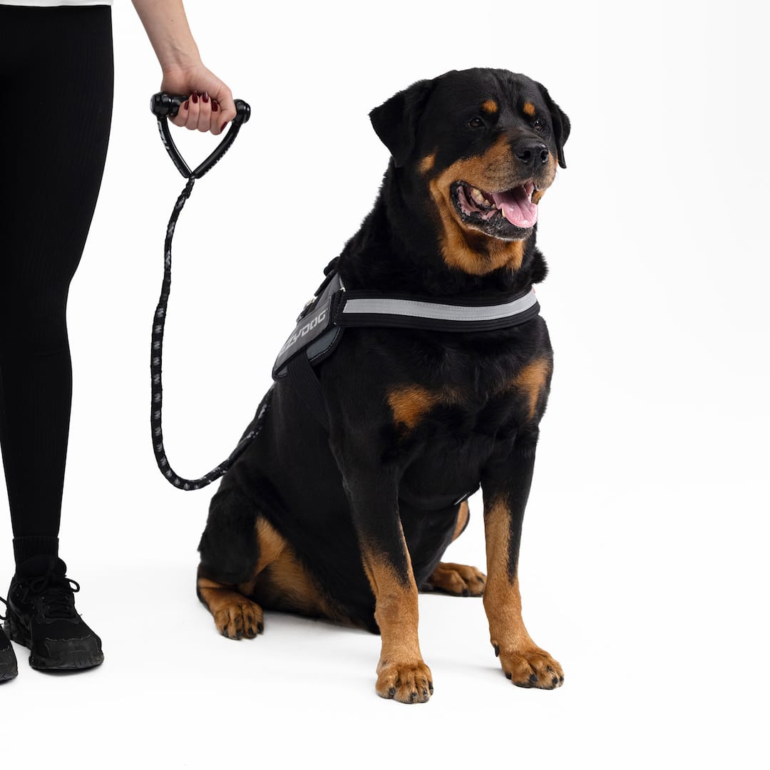 Dog wearing a harness with a person holding a leash on a white background