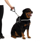 Dog wearing a harness with a leash, sitting on a white background