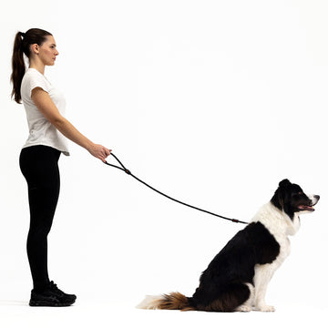Shop EzyDog Luca Slip Leash | Best Slip Lead for Dogs