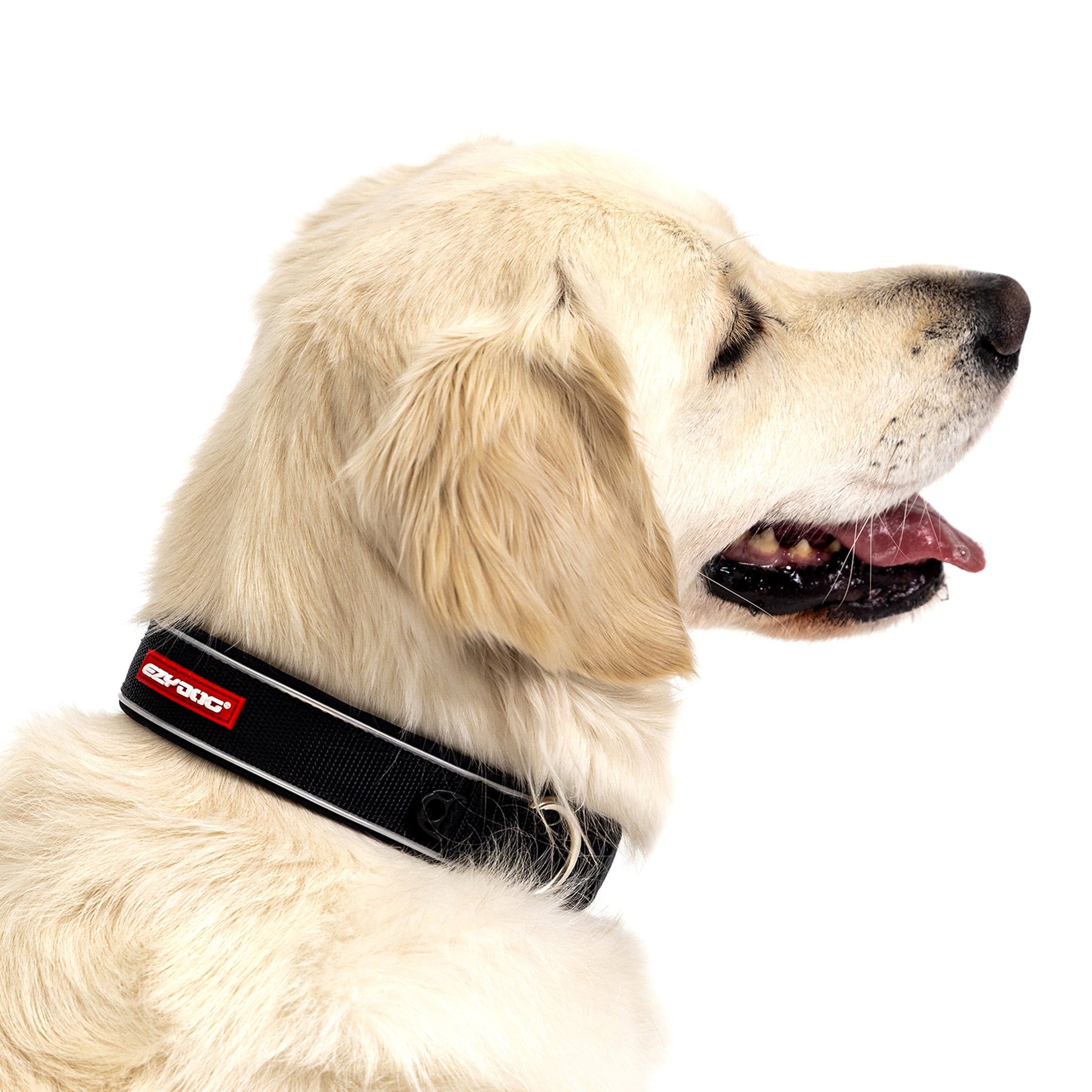 A close up of dog wearing a black collar with a red logo on a white background.