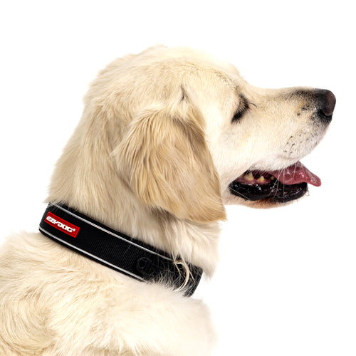 A close up of dog wearing a black collar with a red logo on a white background.