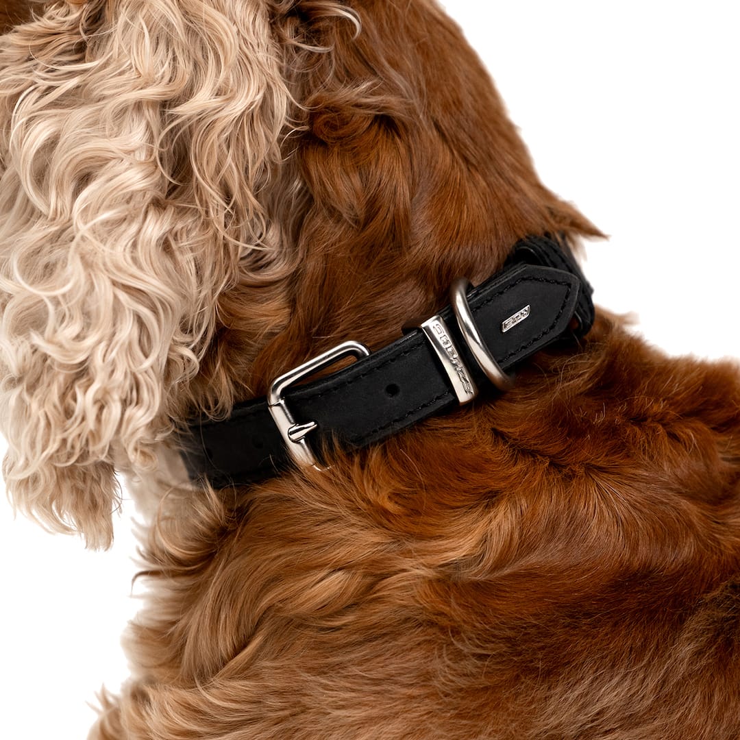 Dog wearing a black collar with a silver buckle on a white background