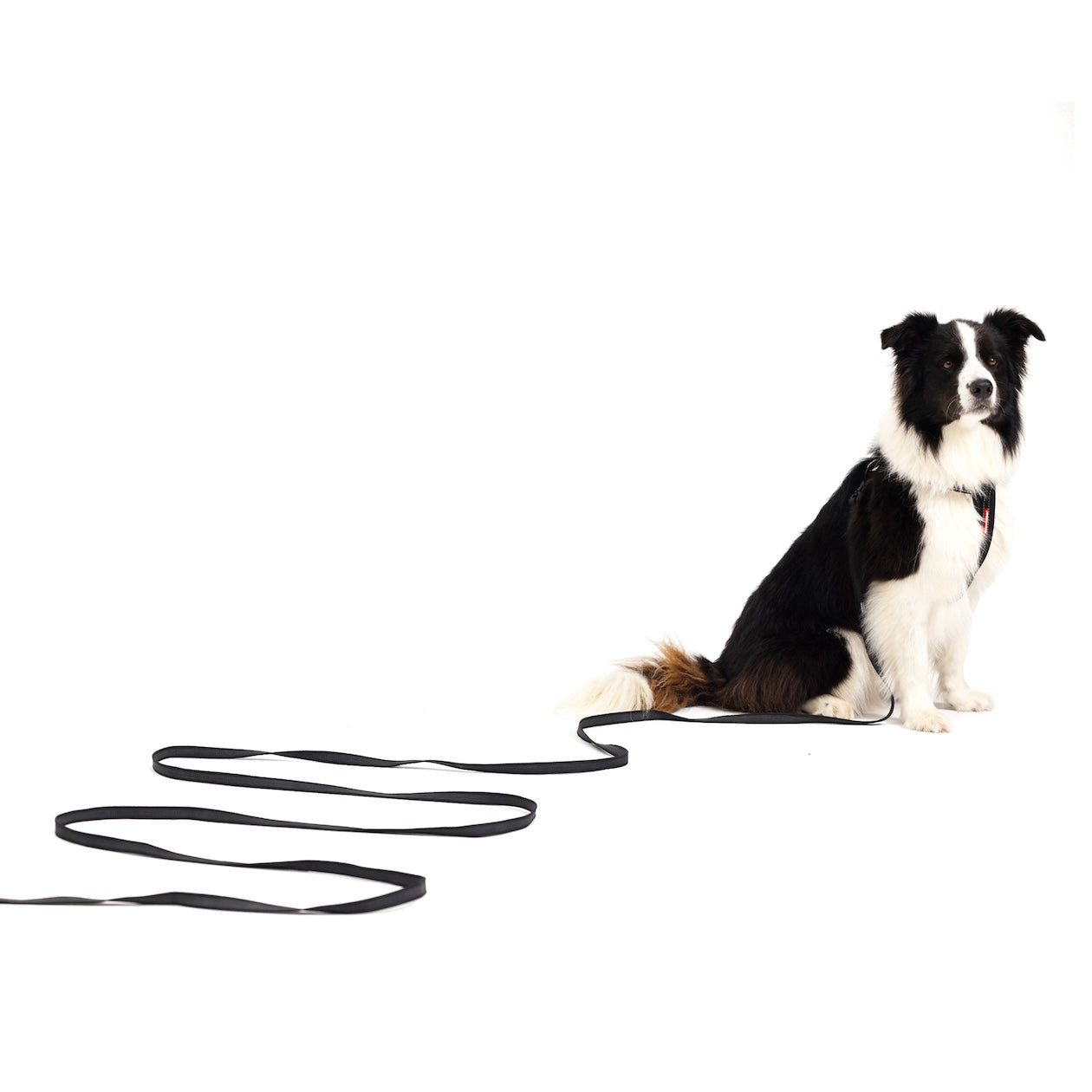 Track 'N' Train™ Leash