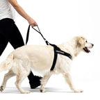 Dog walking on a leash with a harness, on a white background