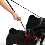Black dog wearing a red harness and a second black dog wearing a black harness with a person holding a leash on a white background