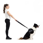 Woman walking a dog on a leash with a harness, on a white background