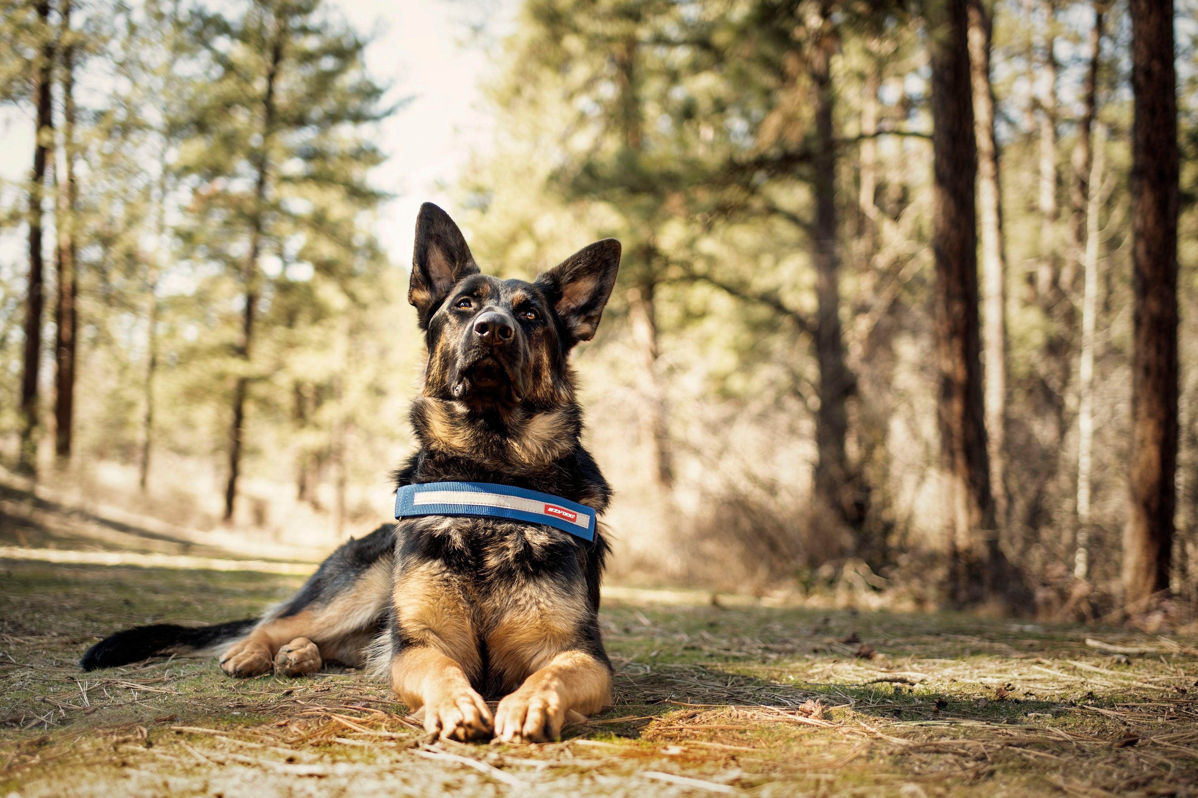 German Shepherd sitting in a forest with a blue collar.