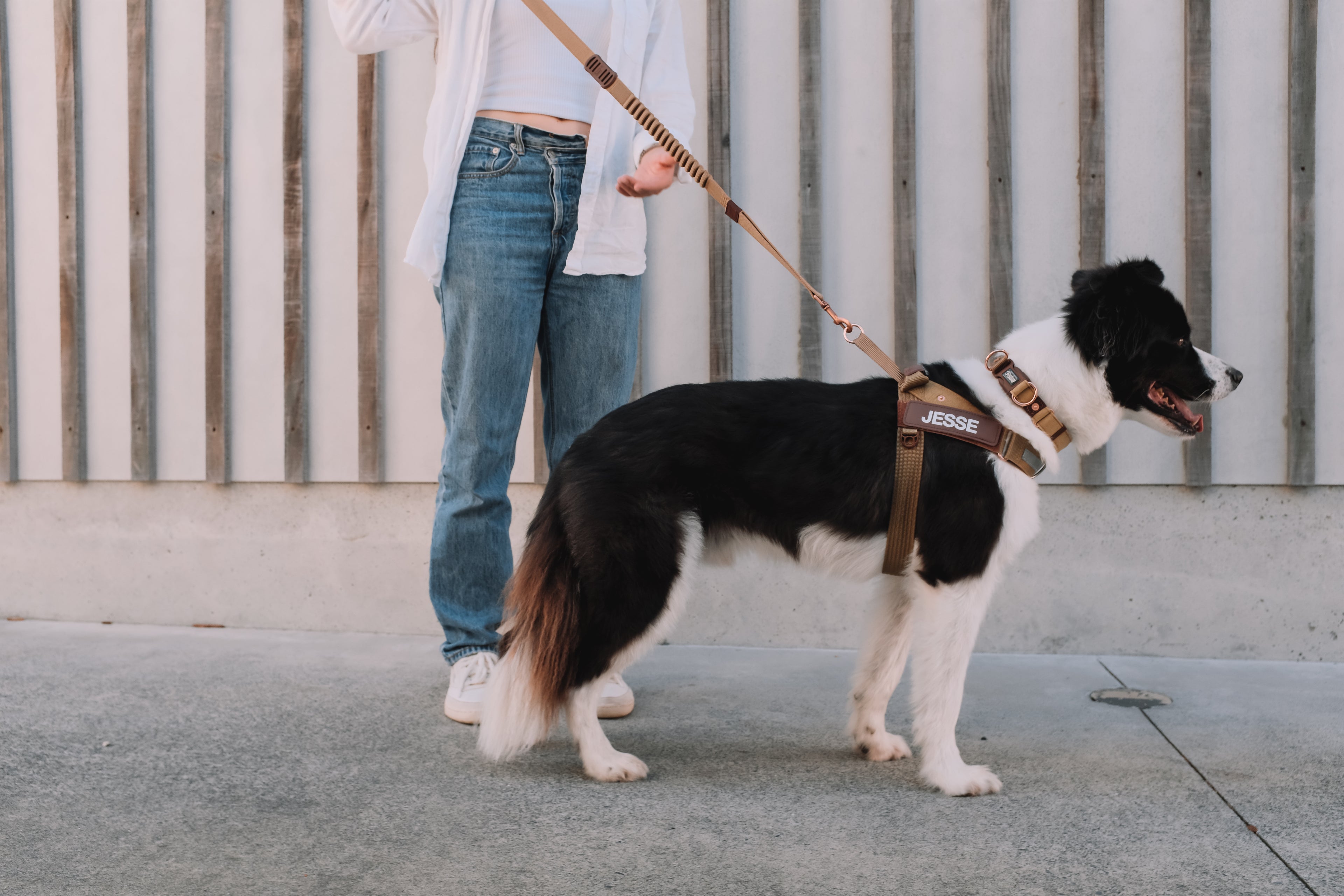 Person walking a black and white dog on a leash against a light-colored wall.