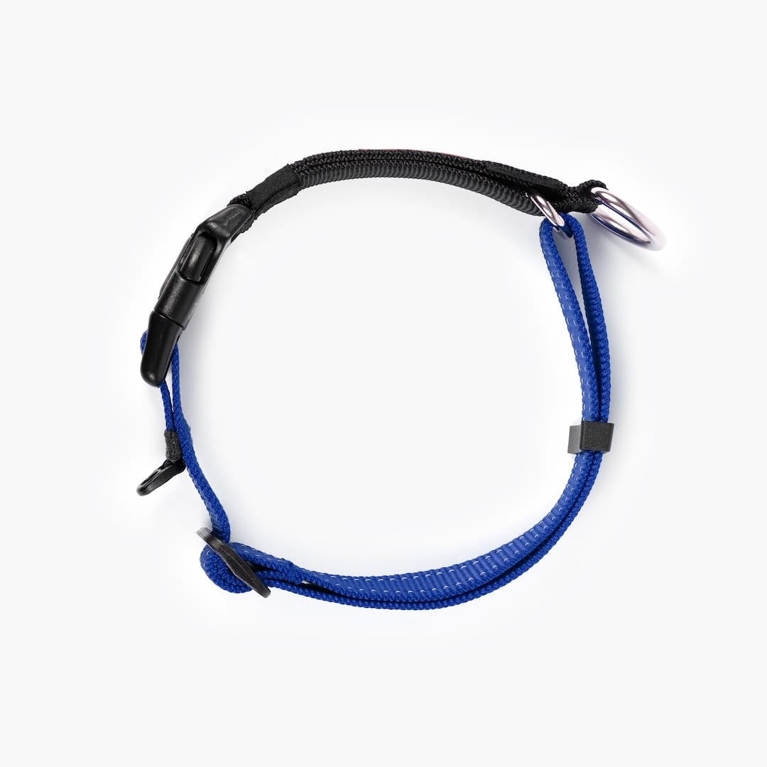 Top view of a blue checkmate collar in white background