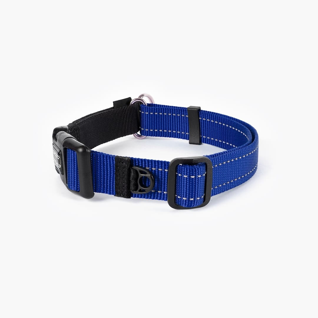 Back view of a blue checkmate collar in white background