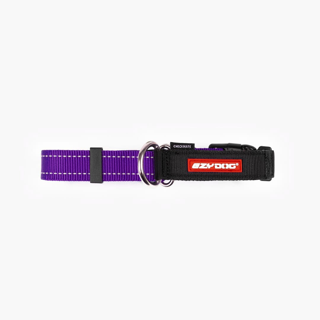 Front view of purple checkmate collar in white background