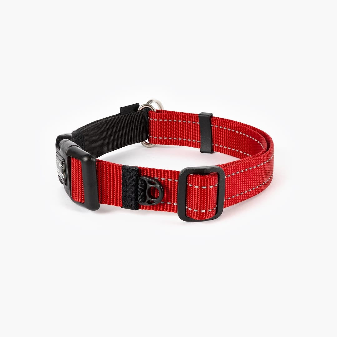 back angle view of a red checkmate collar in white background