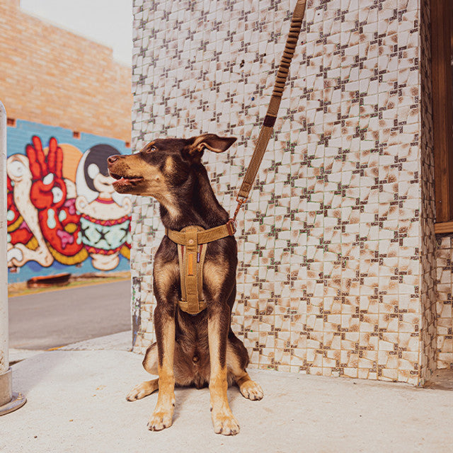 Corduroy - Zero Shock™ Leash