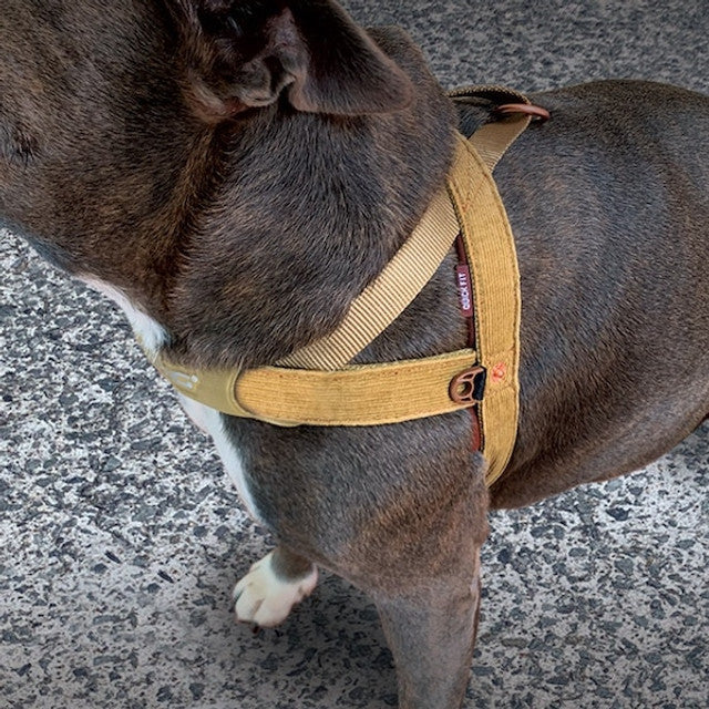 Corduroy - Quick Fit™ Harness