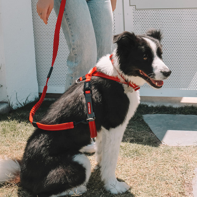 Crosscheck™ Dog Harness