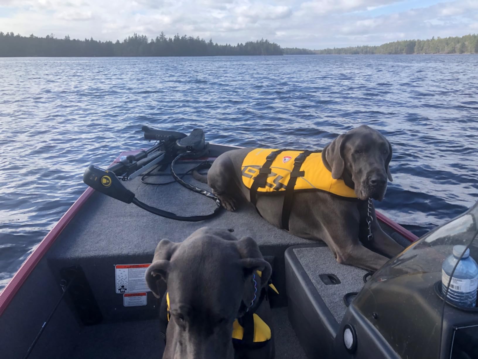 Dog wearing a life jacket on a boat with another dog in the foreground on a lake.