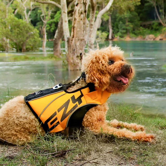 small dog wearing yellow dfd x2 boost life jacket near a lake