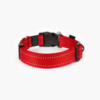 Red dog collar with black buckle on a white background