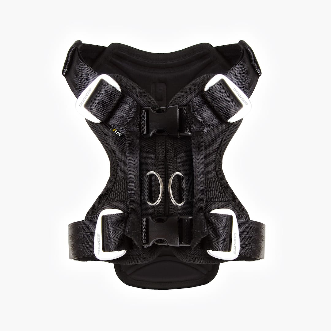 dog car harness back view