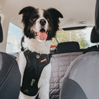 dog wearing dog car harness in a vehicle
