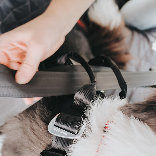 dog car harness with seatbelt features closeup 