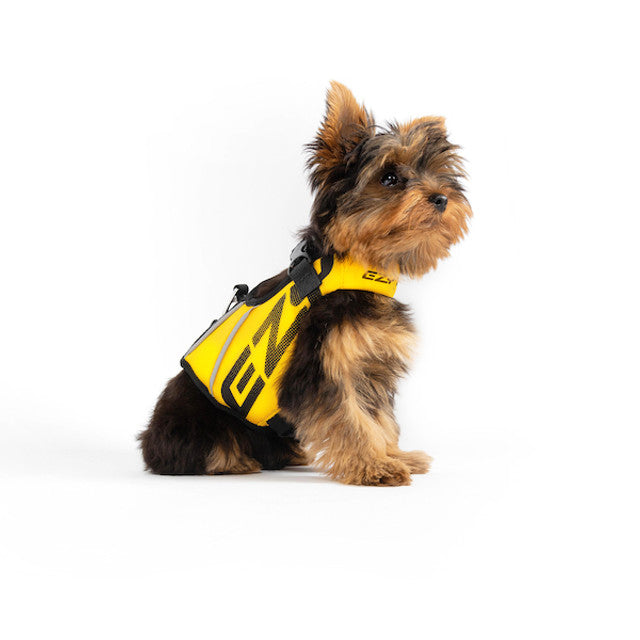 small dog wearing yellow dfd x2 boost life jacket