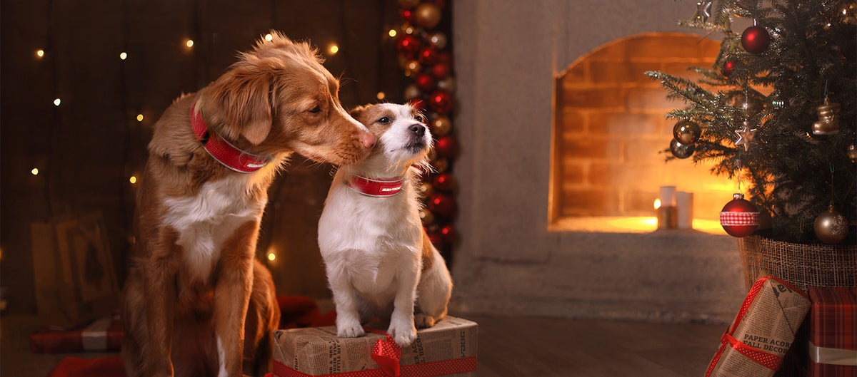 two dogs sitting by the fire enjoying each others company while wearing ezydog collars by the christmas tree