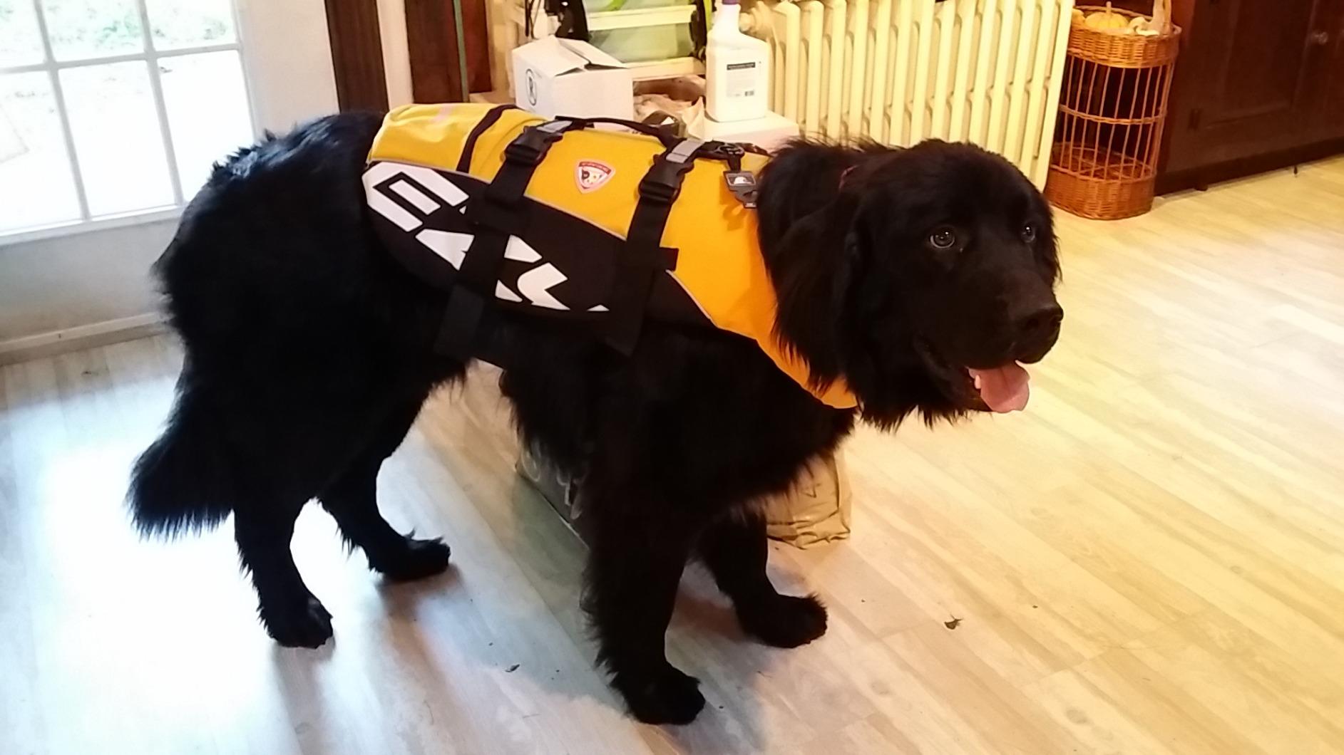 Dog wearing a yellow and black coat indoors on a wooden floor
