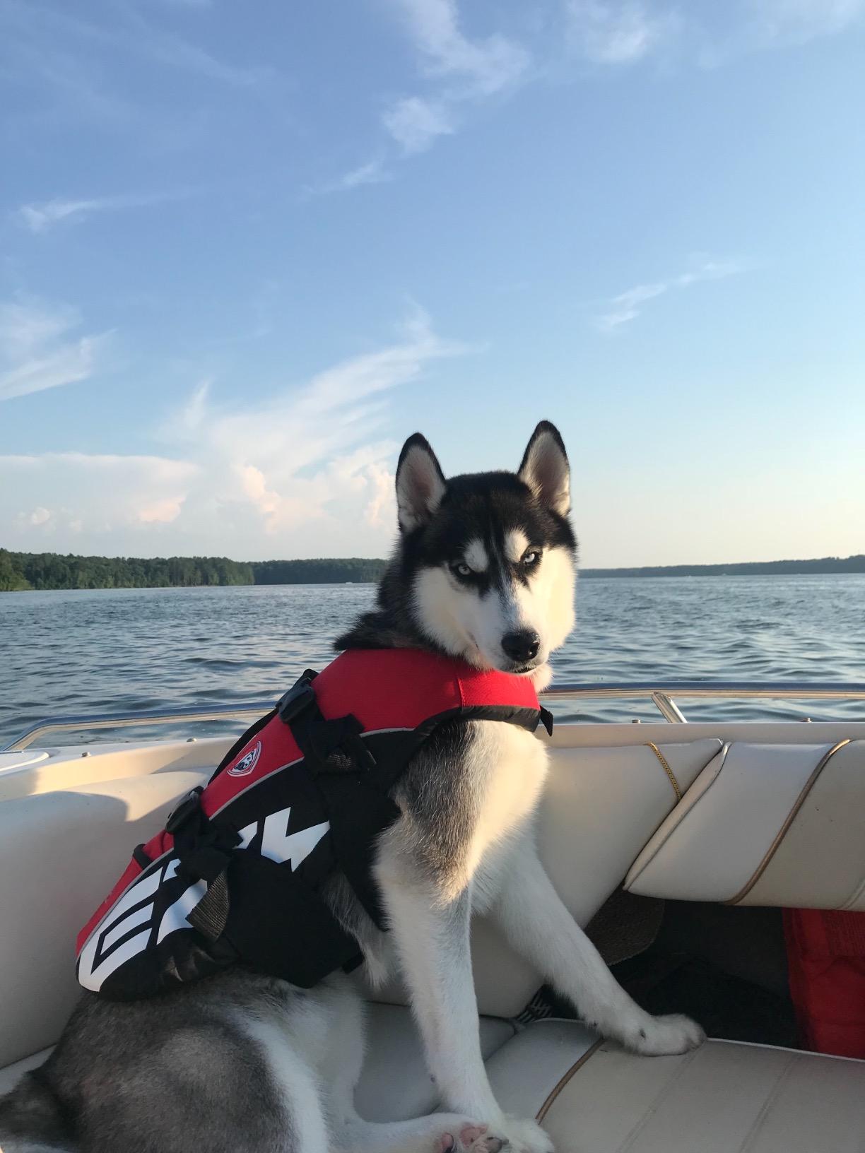 Dog wearing a life jacket on a boat with a lake and sky background