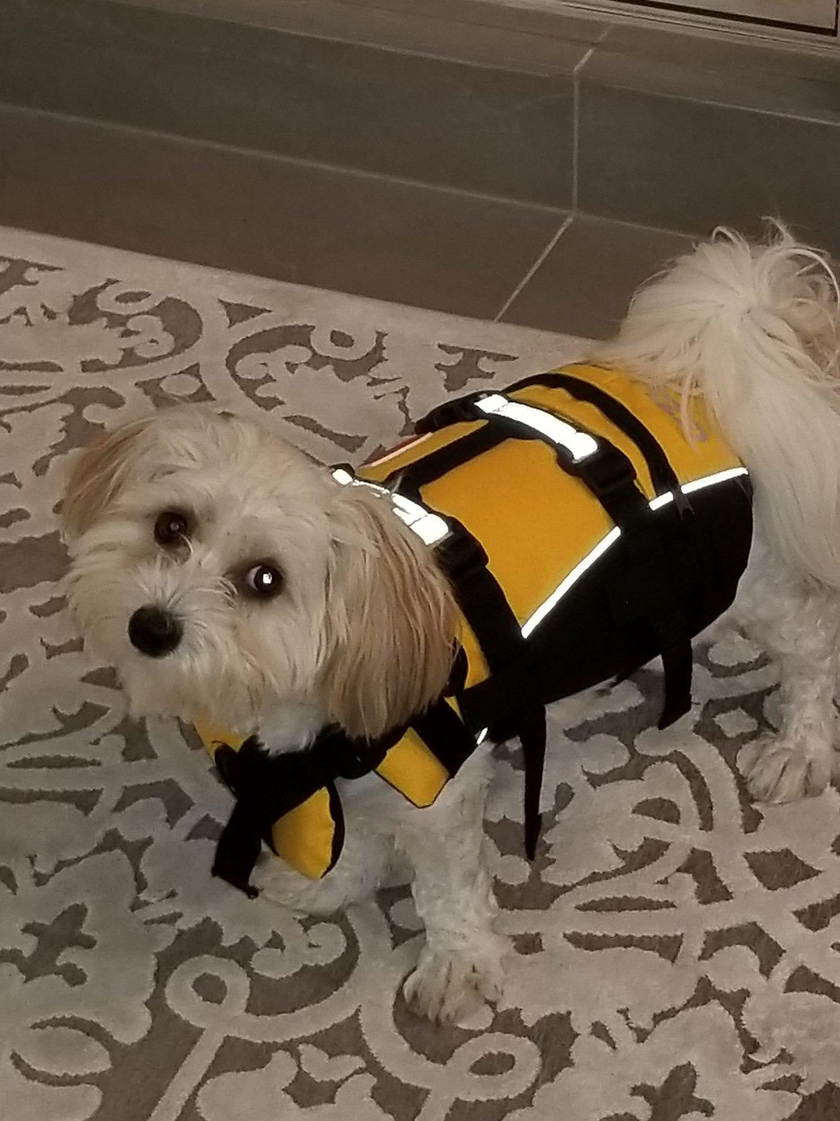 Small dog wearing a yellow and black life jacket on a patterned rug.