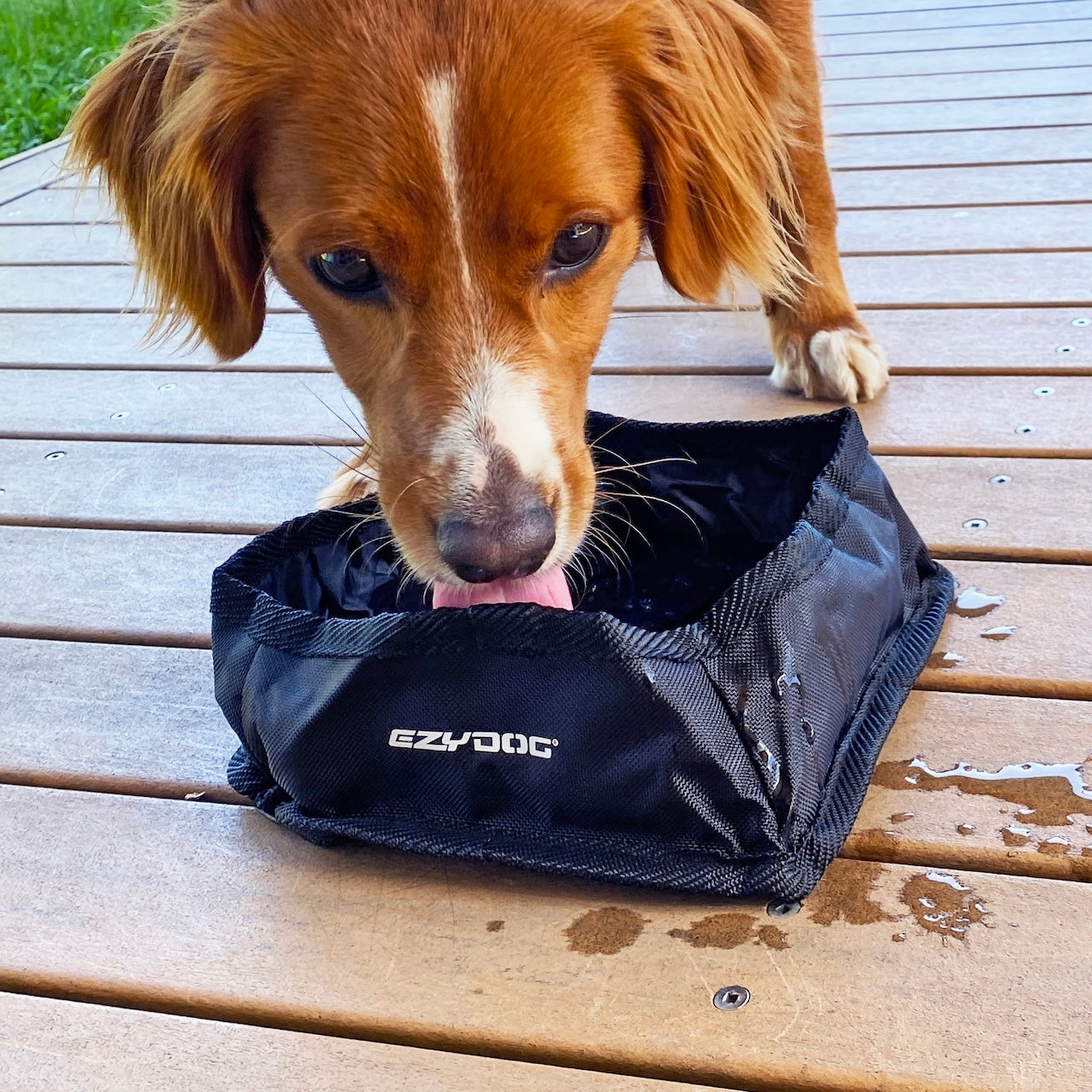 Dog drinking from an EzyDog foldable bowl on a wooden surface