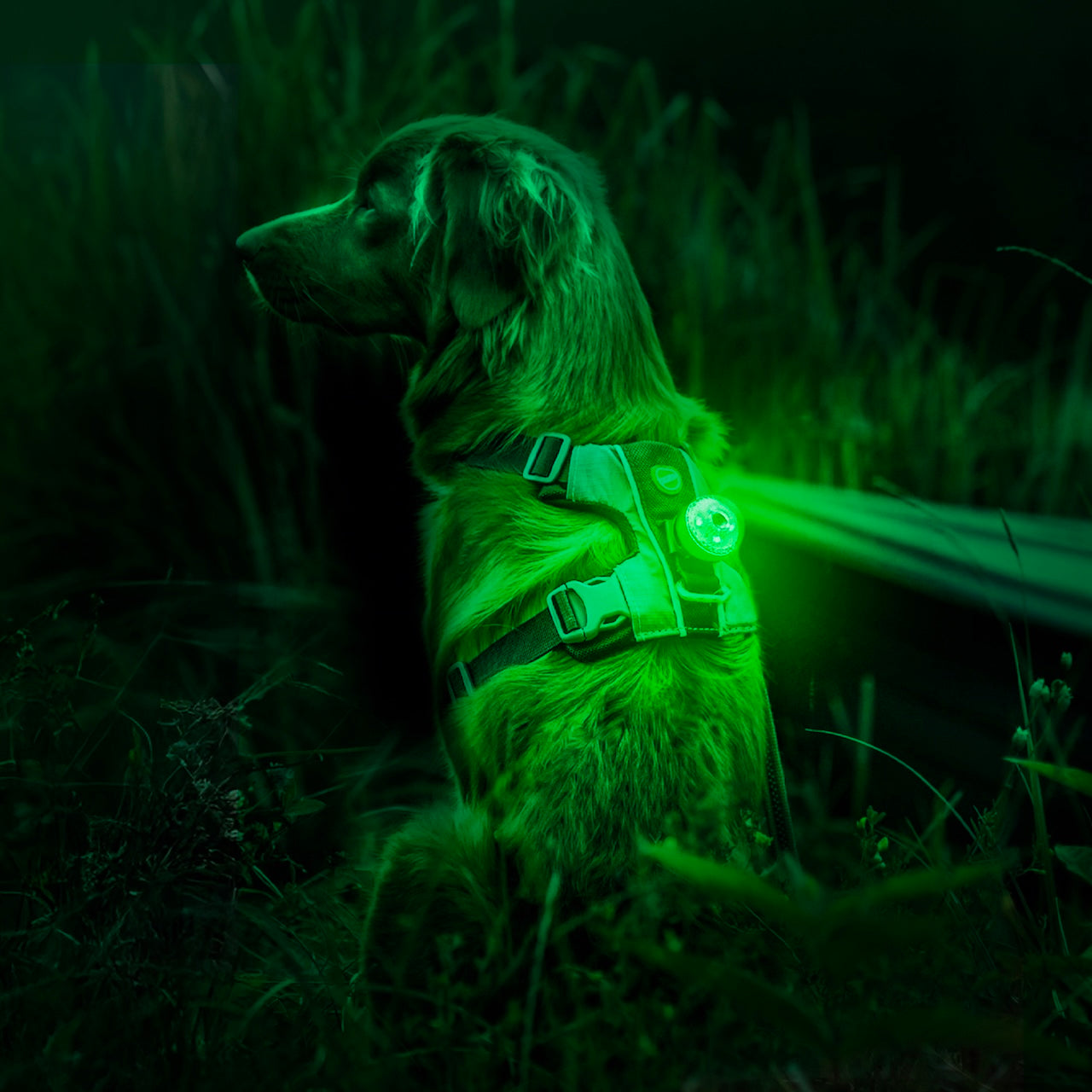 GO2 Multi-Color Dog Light