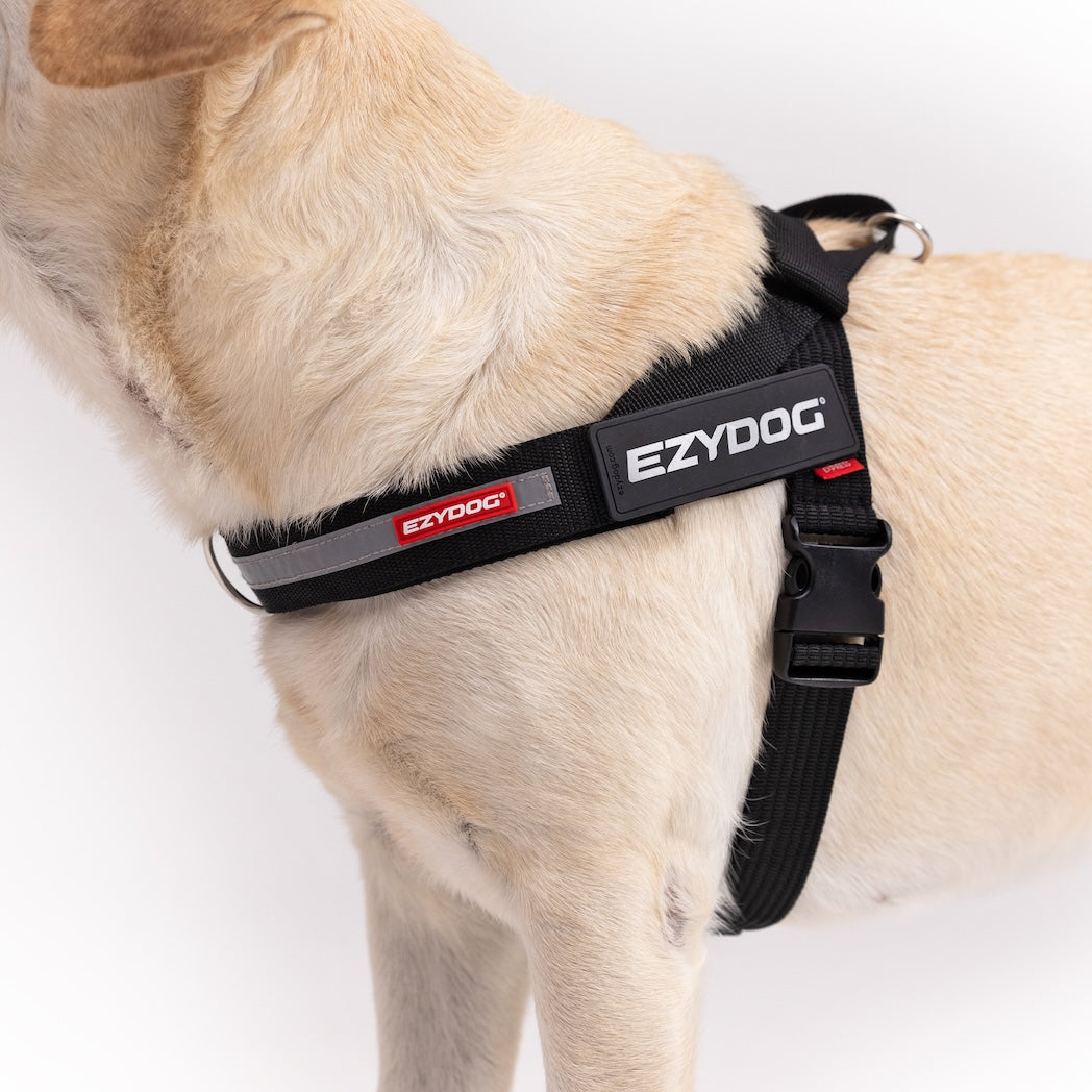 Dog wearing an EzyDog harness on a white background