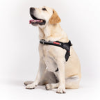 Express™ Dog Harness
