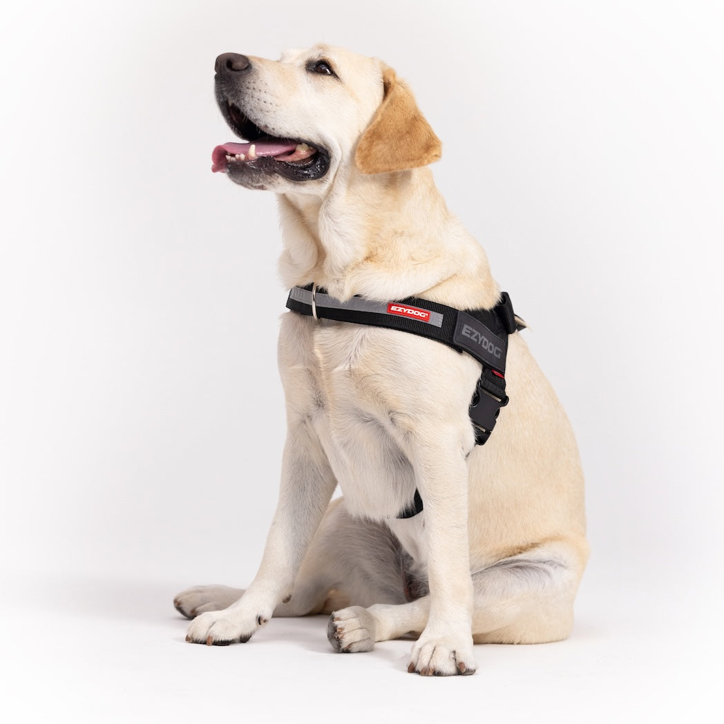 Express™ Dog Harness