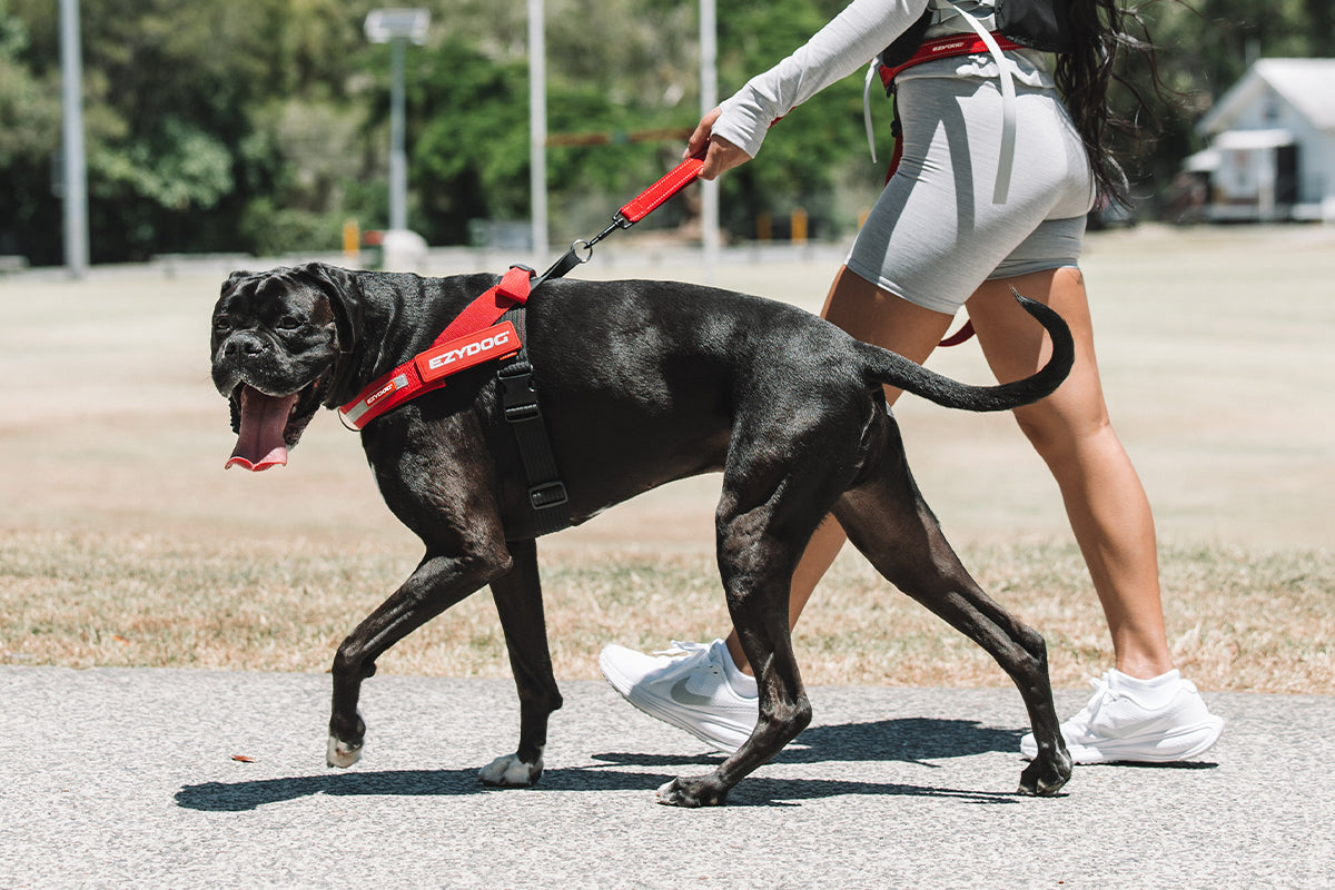Person walking a large black dog on a leash with a red harness in an outdoor setting.