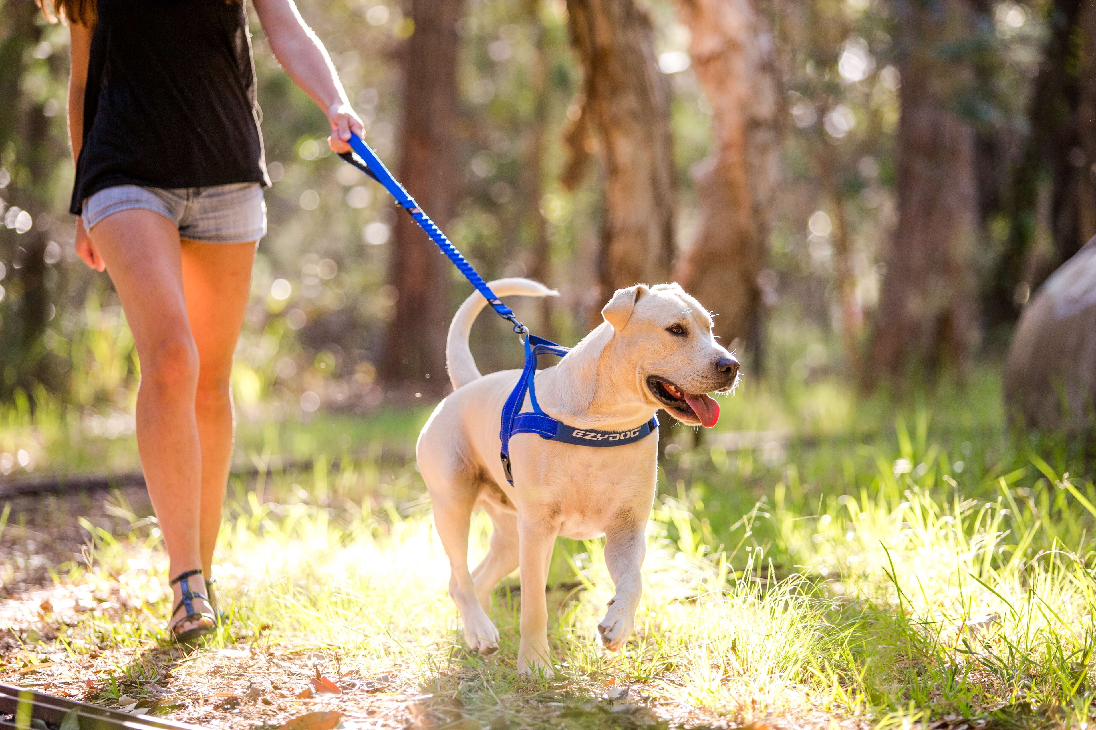 Person walking a dog on a leash in a forested area