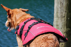 dog wearing Red DFD life jacket beside water