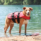 dog wearing Red DFD life jacket on the beach