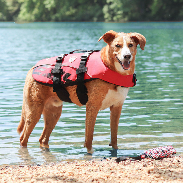 dog wearing Red DFD life jacket on the beach