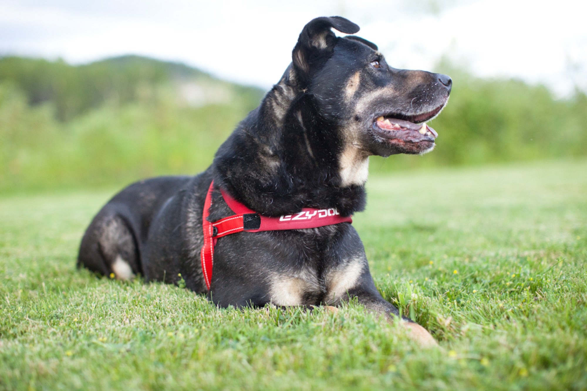 Dog wearing a red harness lying on grass with a blurred natural background