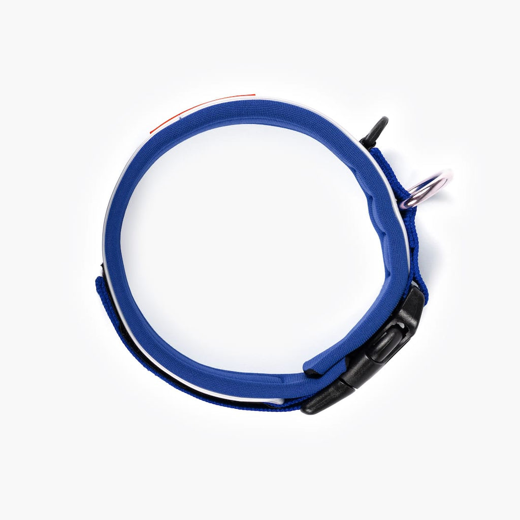 Blue dog collar with black buckle on a white background