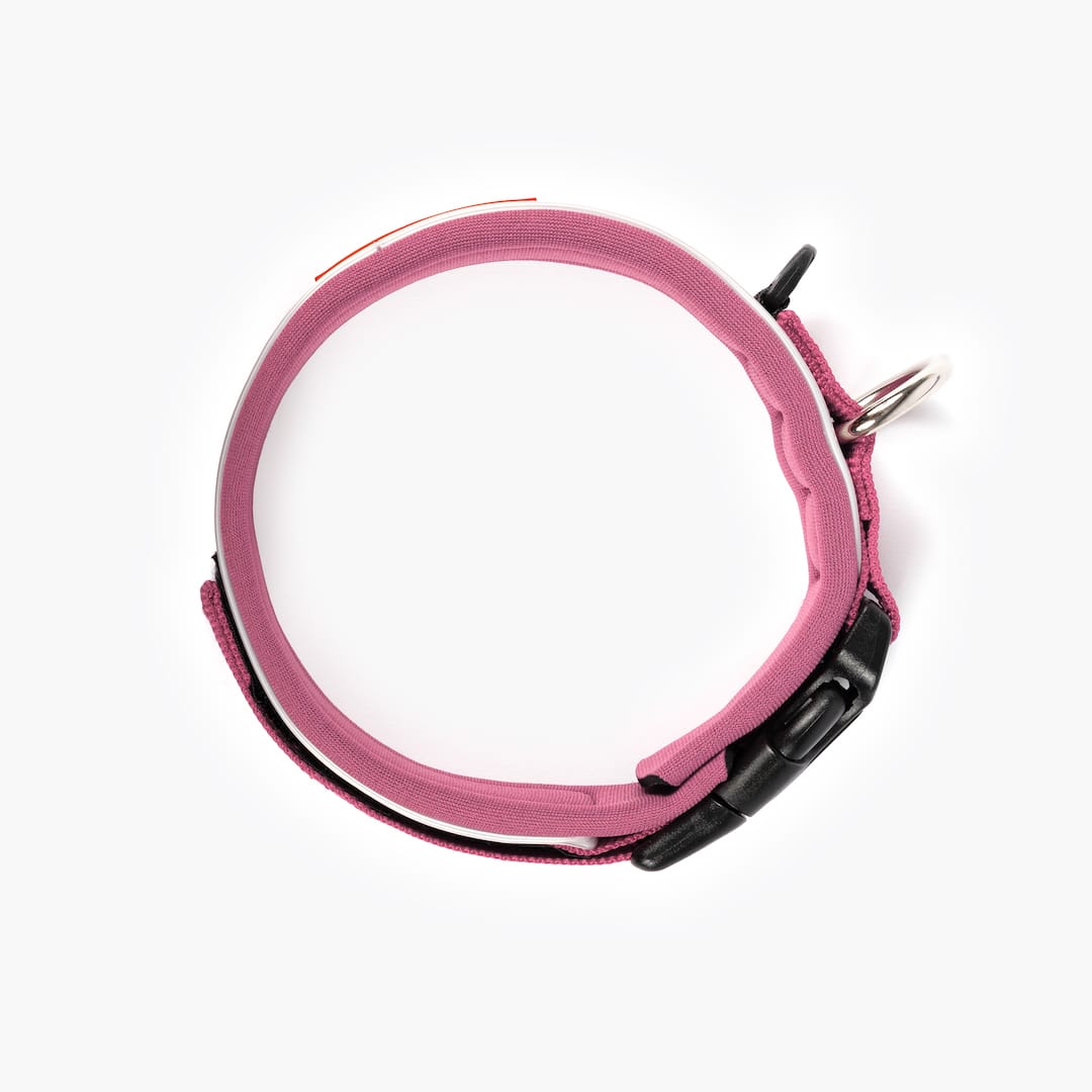 Pink dog collar with black clips on a white background