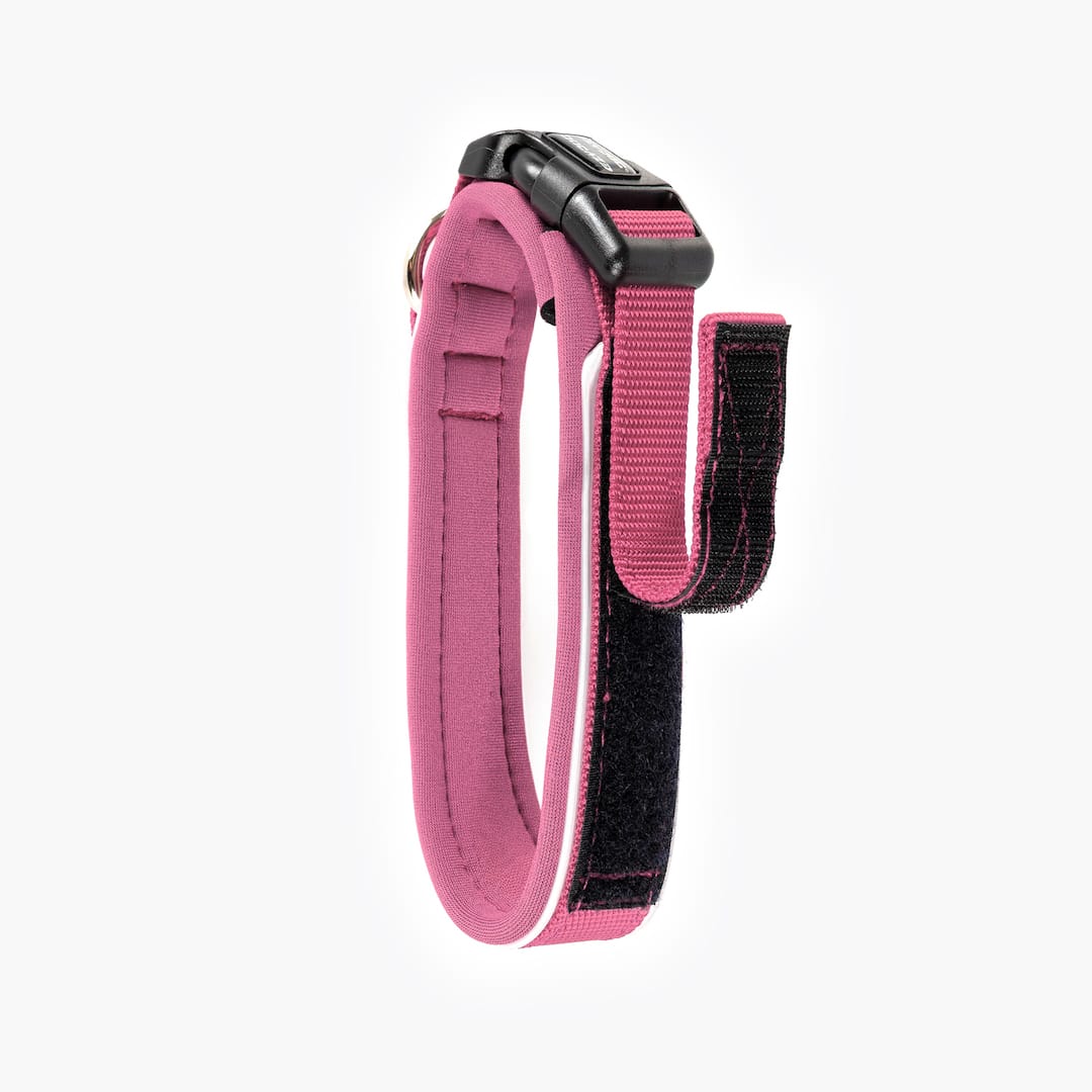 Pink and black dog collar on a white background