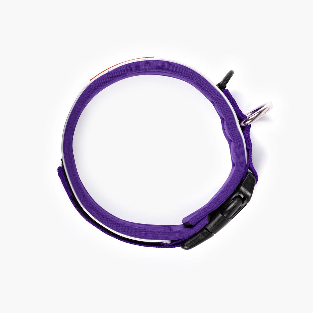 Purple dog collar with black buckle on a white background