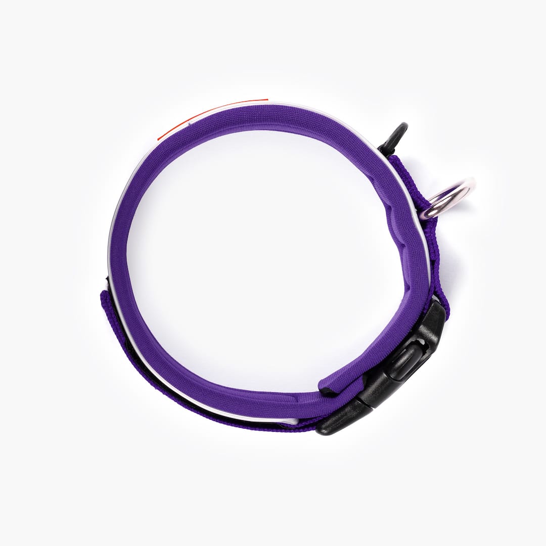 Purple dog collar with black buckle on a white background