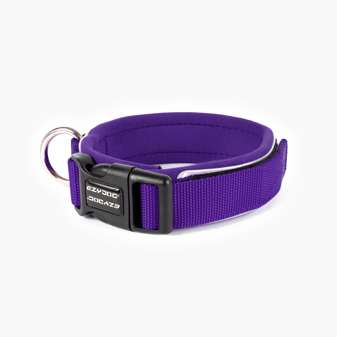 Purple dog collar with black buckle on white background