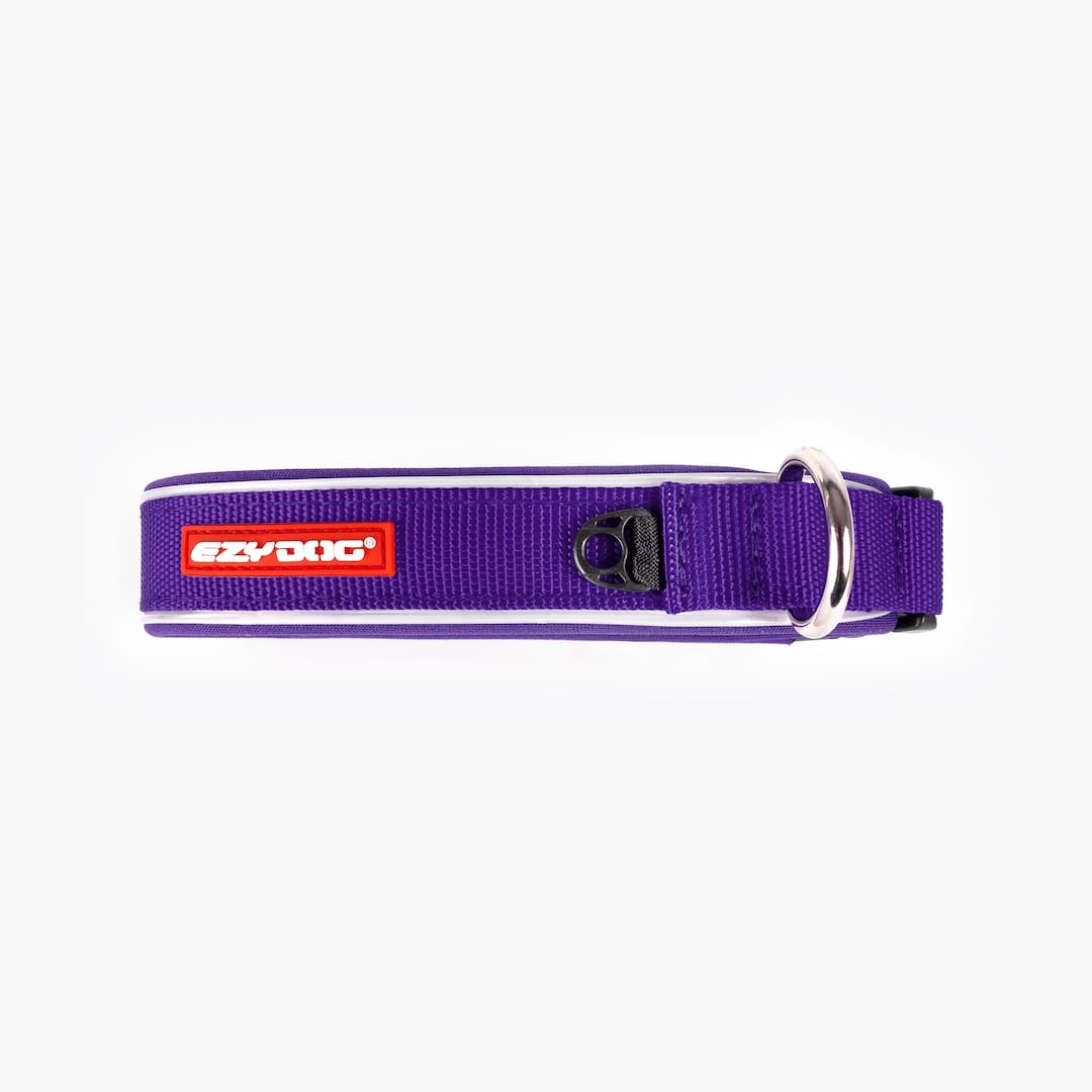 Purple dog collar with a red tag on a white background