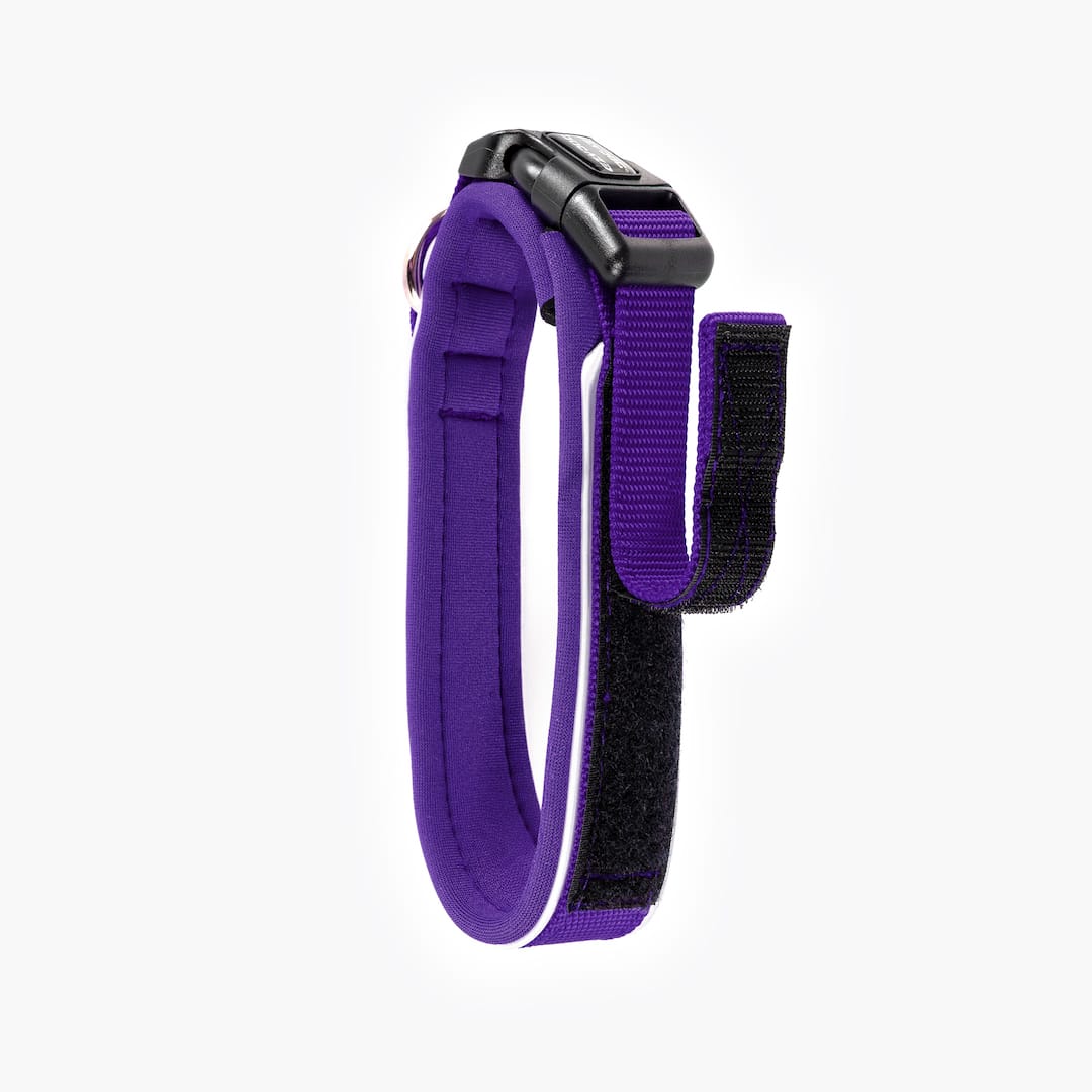 Purple and black dog collar on a white background