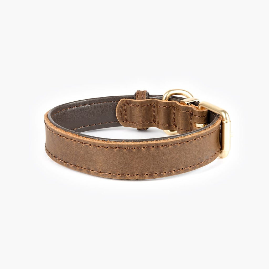 Brown leather dog collar on a white background